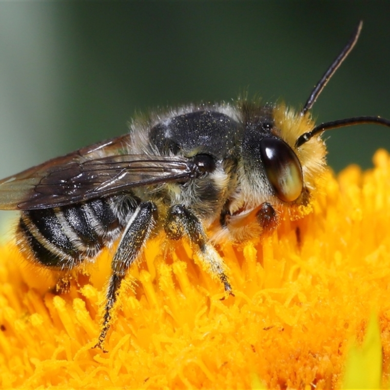 Megachile (Eutricharaea) macularis