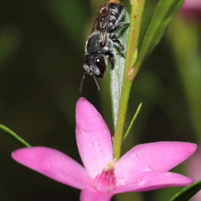 Megachile (Hackeriapis) tosticauda