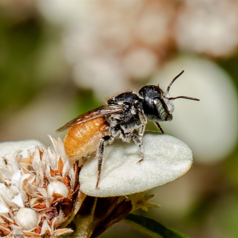 Megachile (Rhodomegachile) deanii