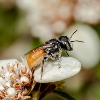Megachile (Rhodomegachile) deanii