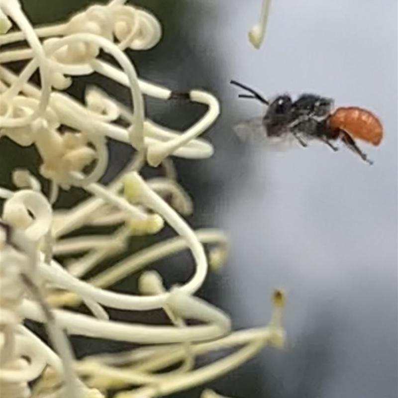 Megachile (Rhodomegachile) deanii