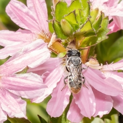 Megachile apicata