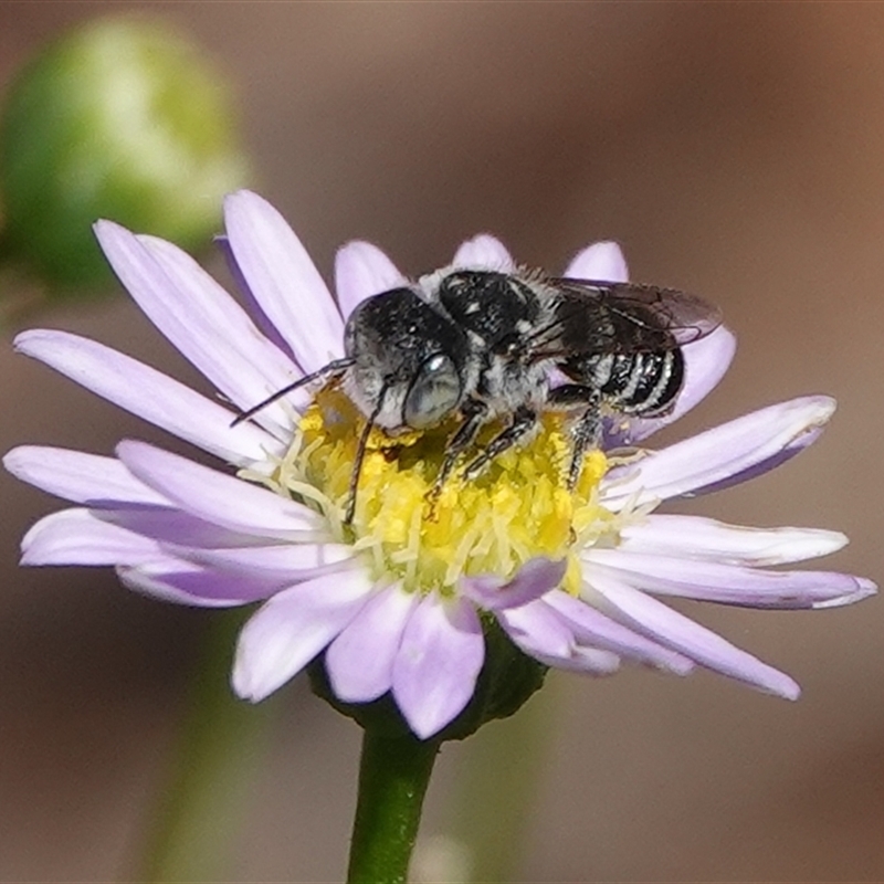 Megachile apicata