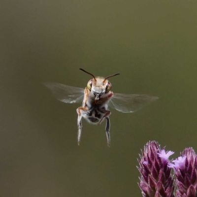 Megachile aurifrons