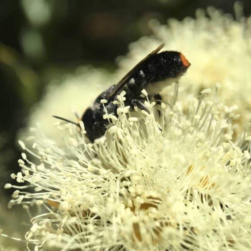 Megachile erythropyga