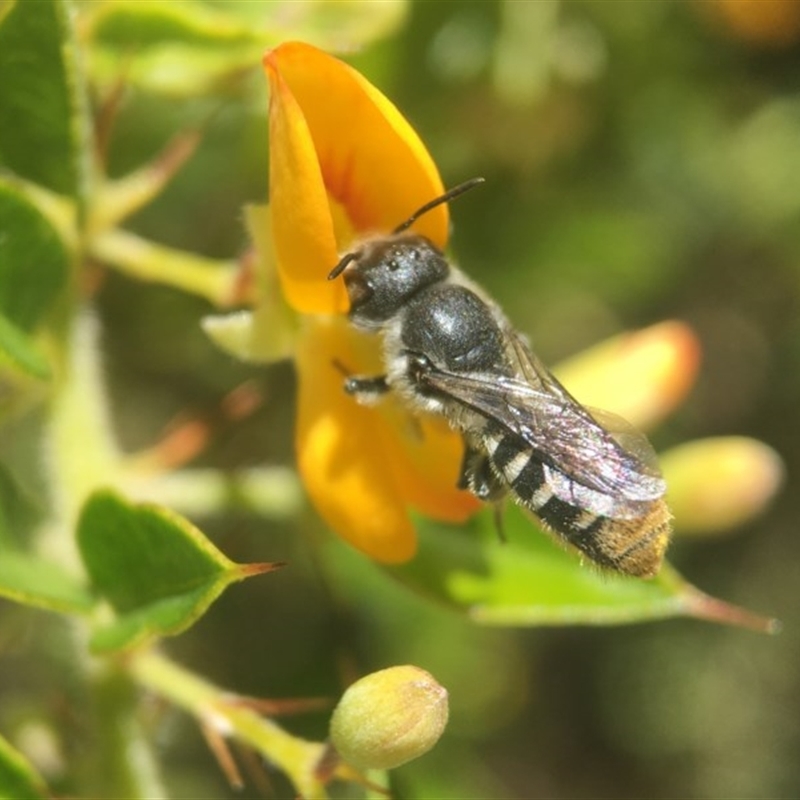 Megachile heriadiformis