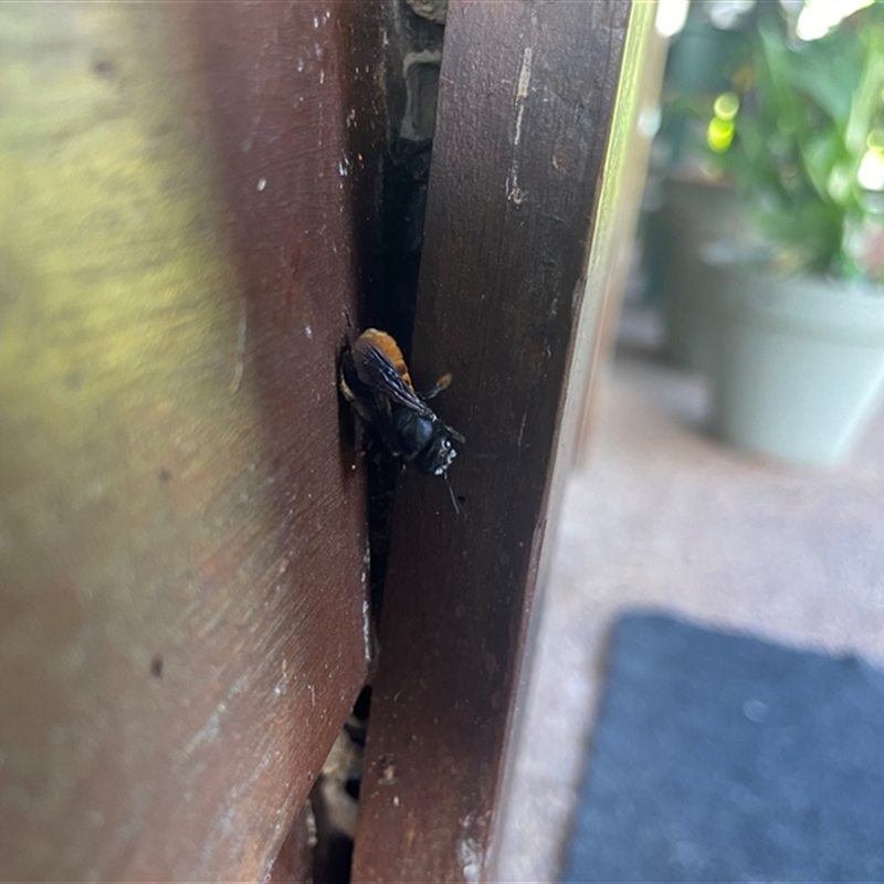 Megachile mystaceana
