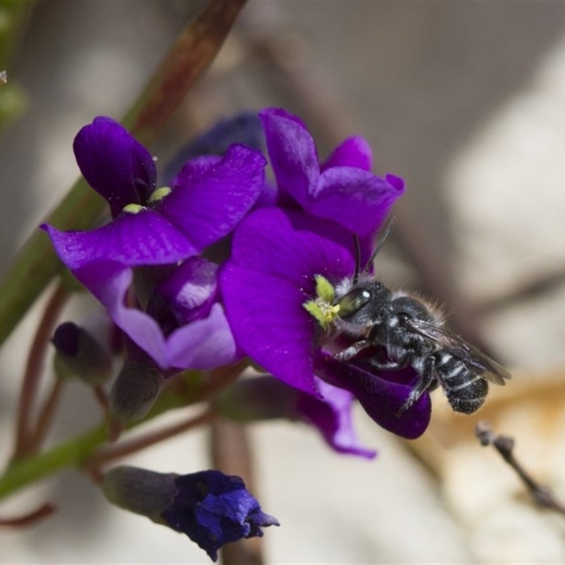 Megachile sp. (several subgenera)