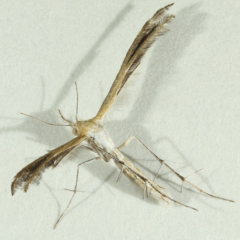 Megalorhipida leucodactyla