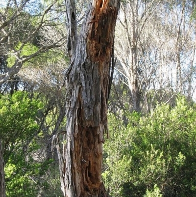 Jackie Miles, cockatoo-chewed trunk 