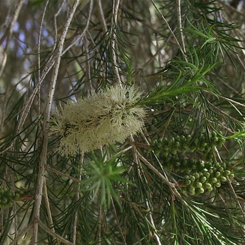 Melaleuca armillaris subsp. armillaris