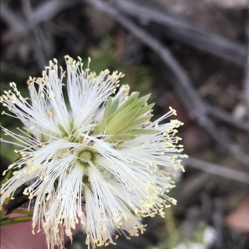 Melaleuca capitata