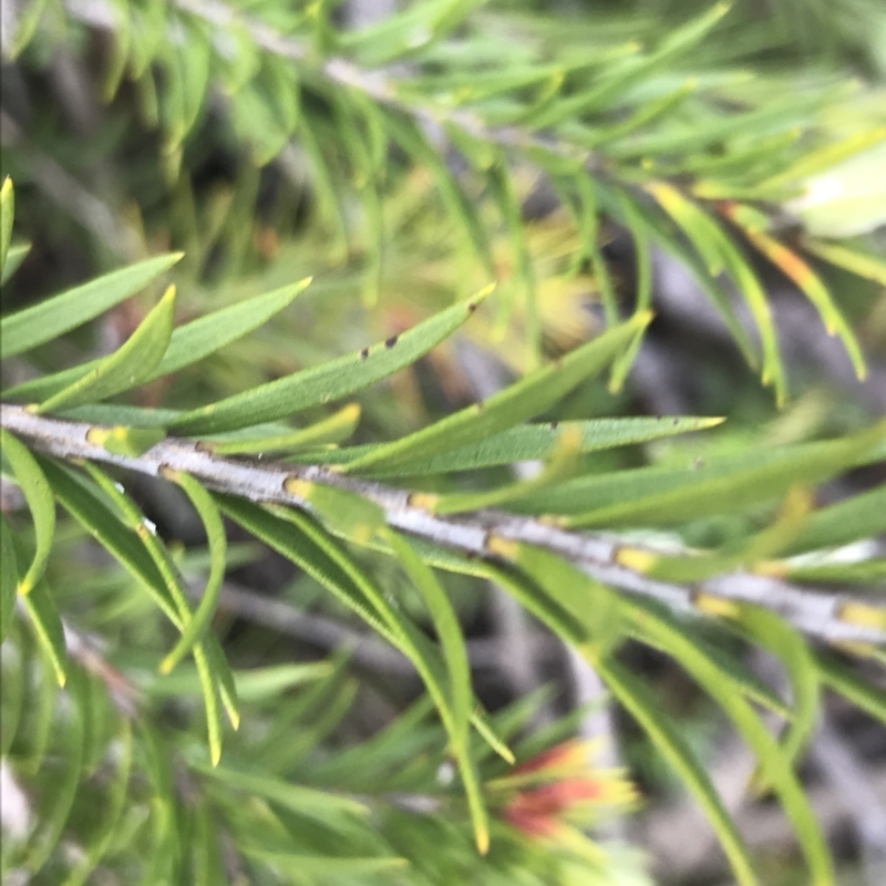 Melaleuca capitata