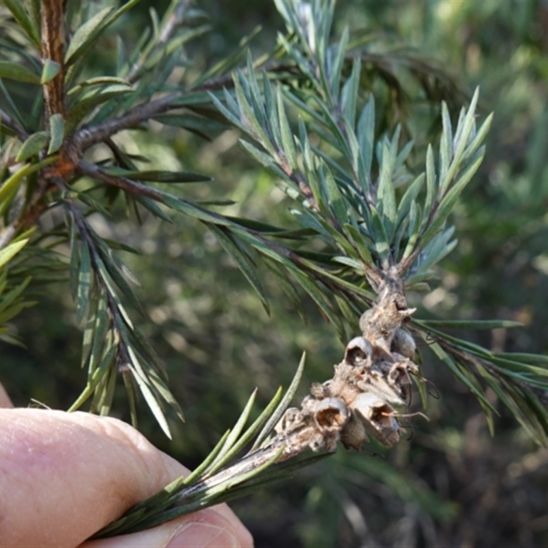 Melaleuca capitata