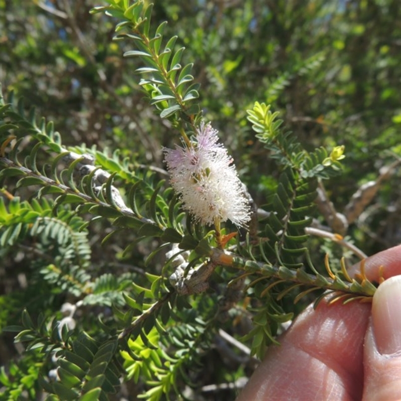 Melaleuca decussata