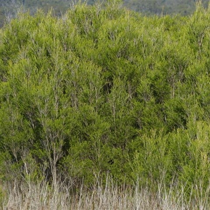 Jackie Miles, root sucker regrowth