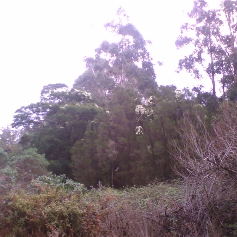 Melaleuca ericifolia