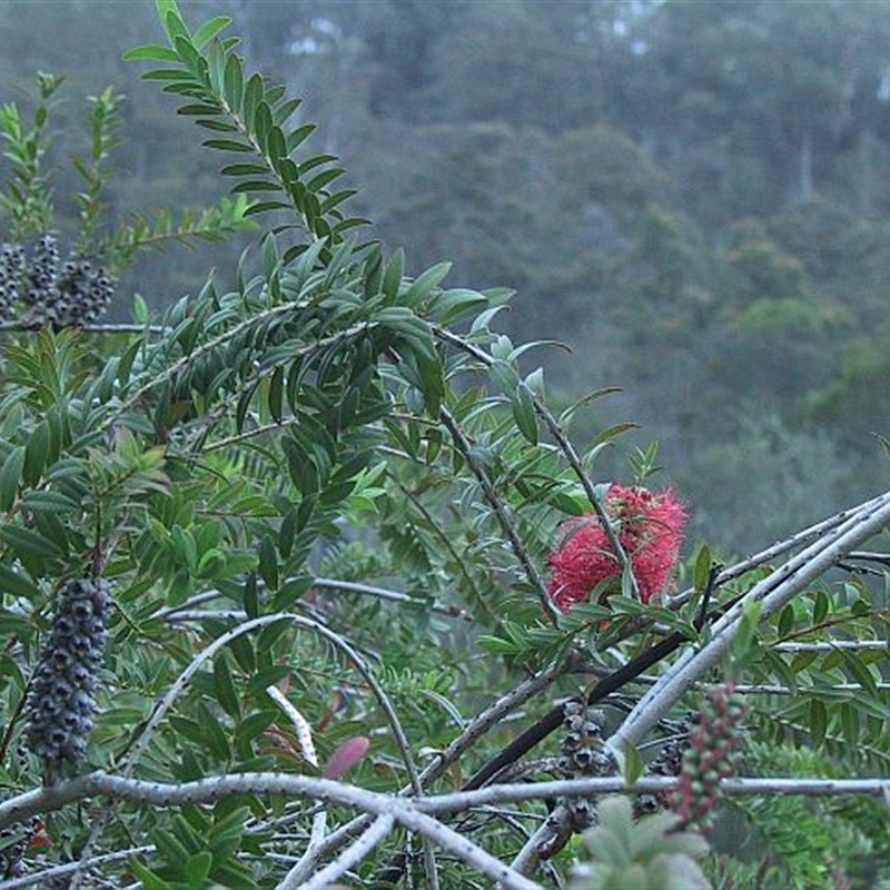 Melaleuca hypericifolia