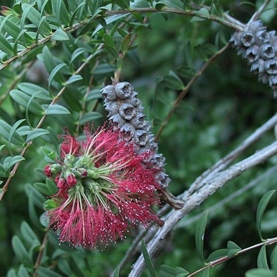 Melaleuca hypericifolia