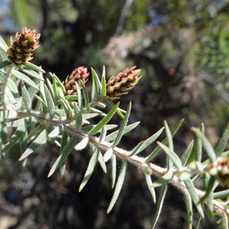 Melaleuca incana