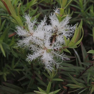 Melaleuca linariifolia