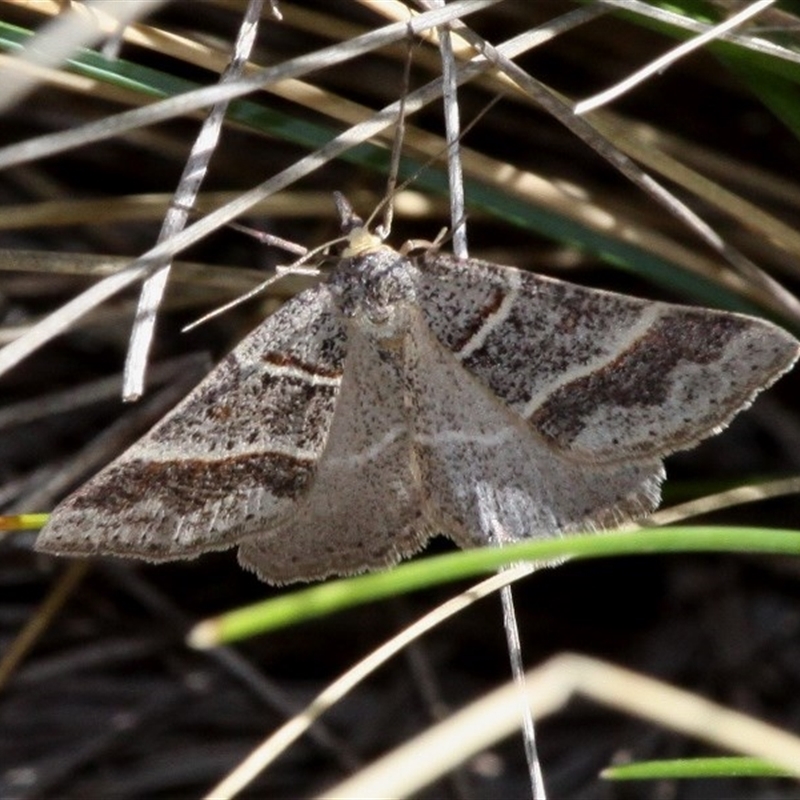 Antasia flavicapitata