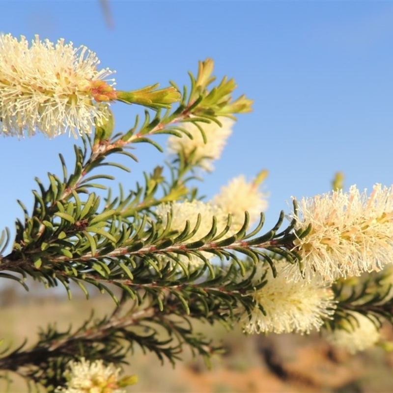 Melaleuca parvistaminea