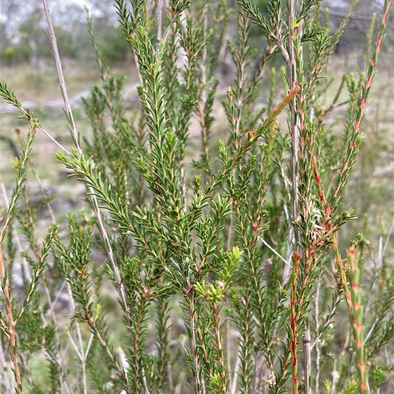 Melaleuca parvistaminea