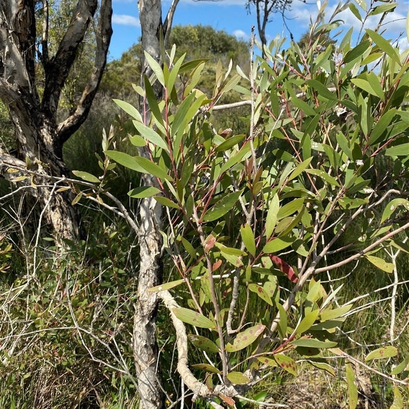 Melaleuca quinquenervia