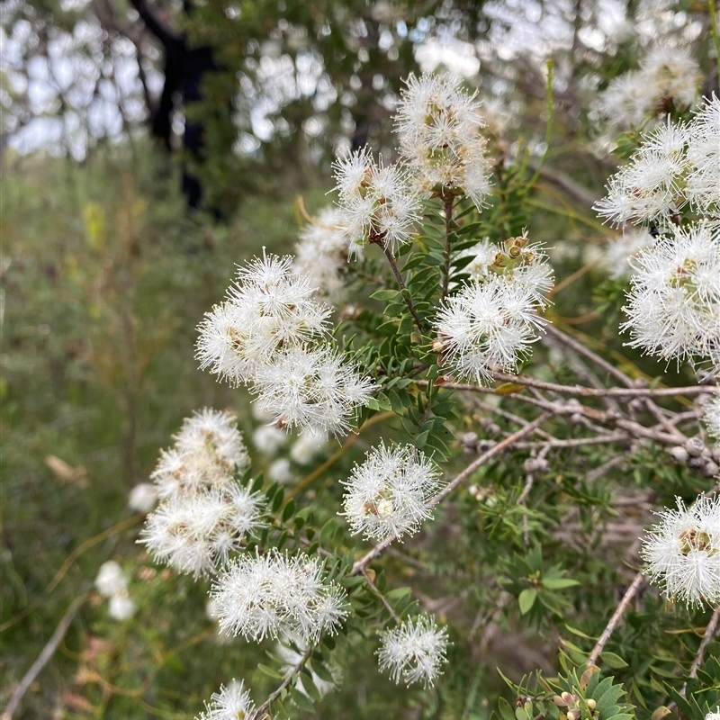 Melaleuca sieberi