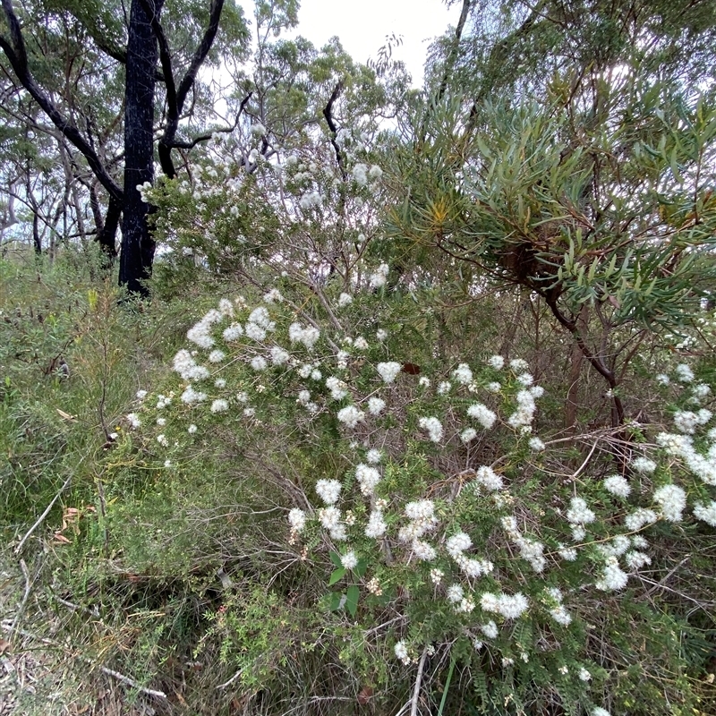 Melaleuca sieberi