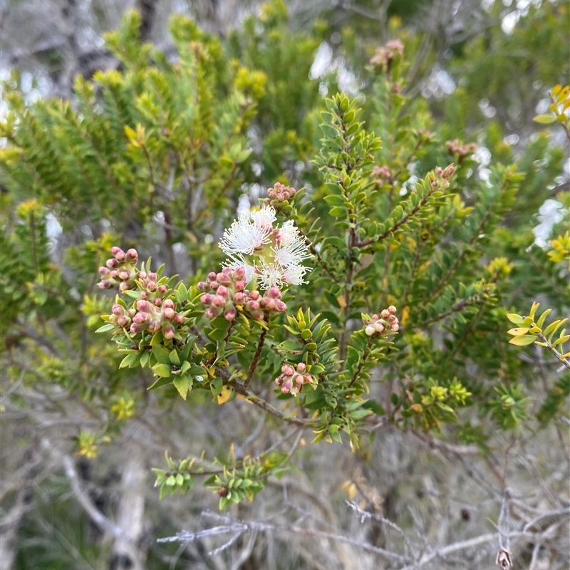 Melaleuca sieberi