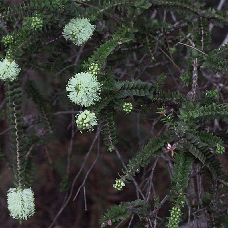 Melaleuca squarrosa