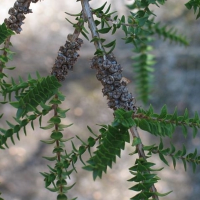 Melaleuca squarrosa