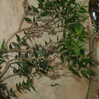 Twisted leaves, papery bark