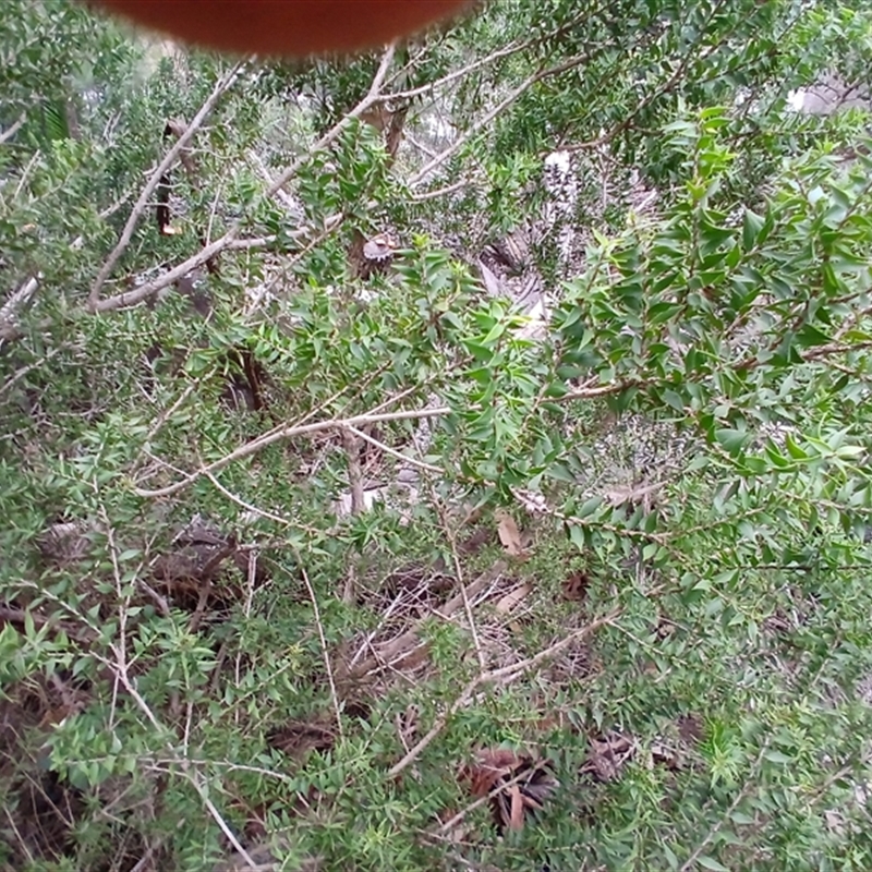 Melaleuca styphelioides