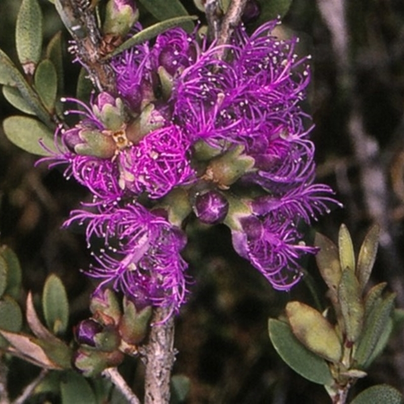 Melaleuca thymifolia