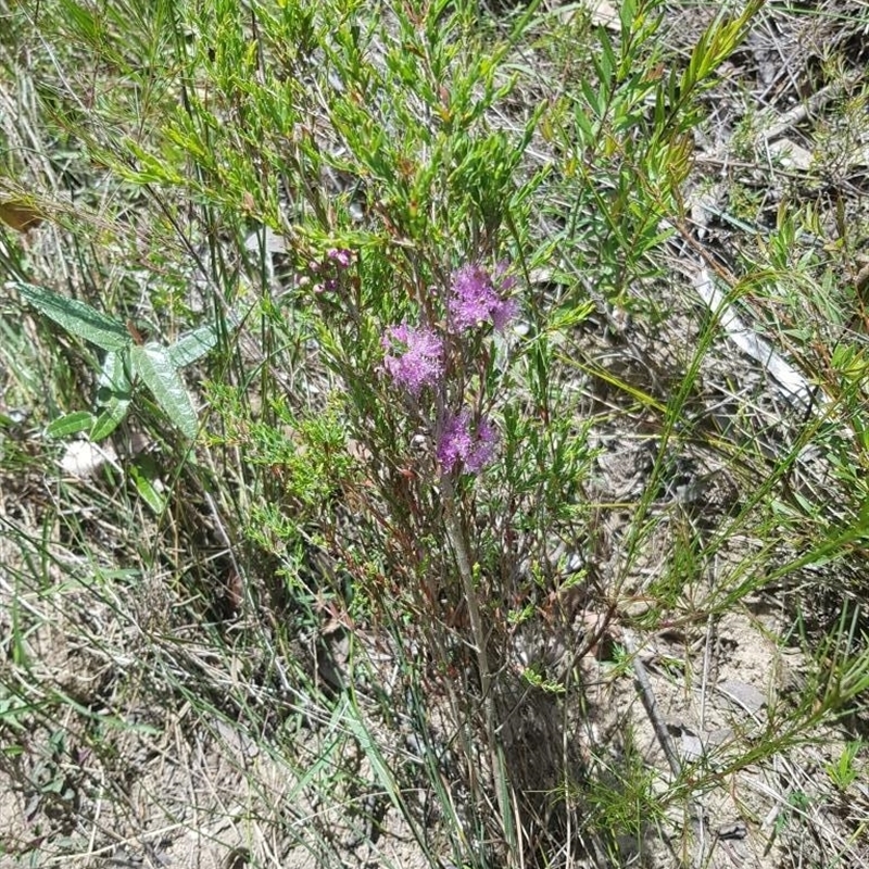 Melaleuca thymifolia
