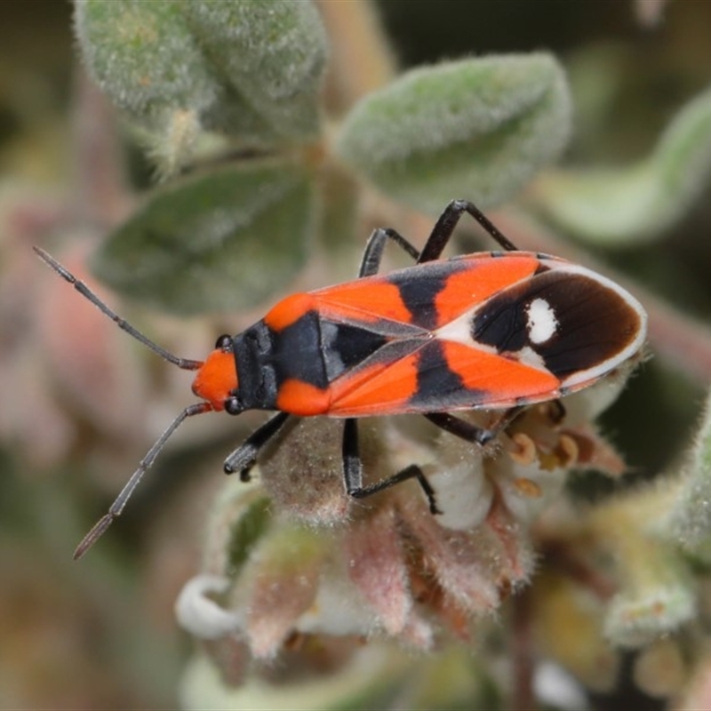 Melanerythrus mactans