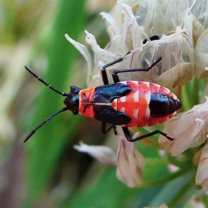 Melanerythrus mactans