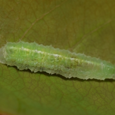 Larvae