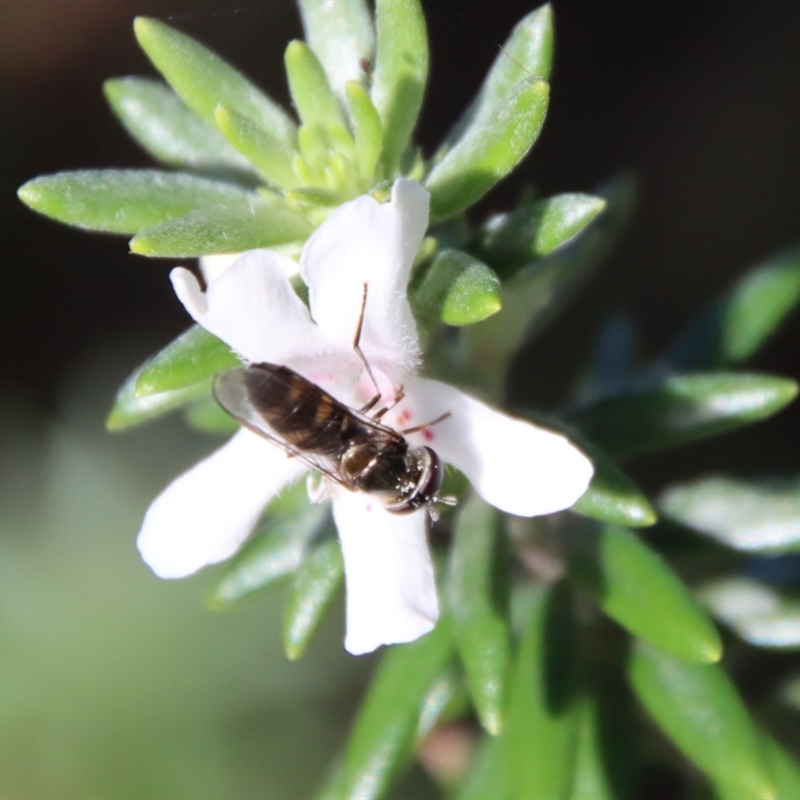 Melangyna sp. (genus)