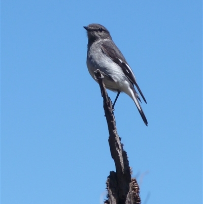 Melanodryas cucullata