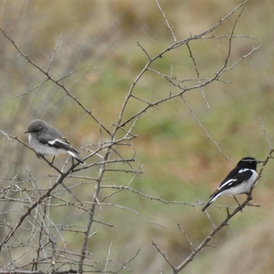 Melanodryas cucullata