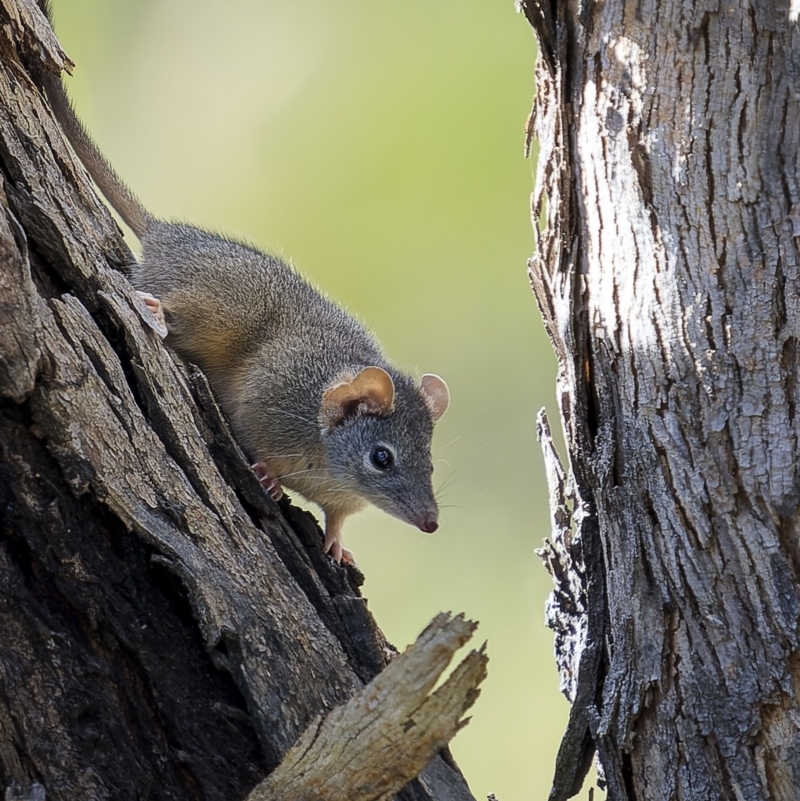 Antechinus flavipes