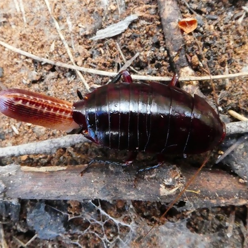 Melanozosteria sp. (genus)