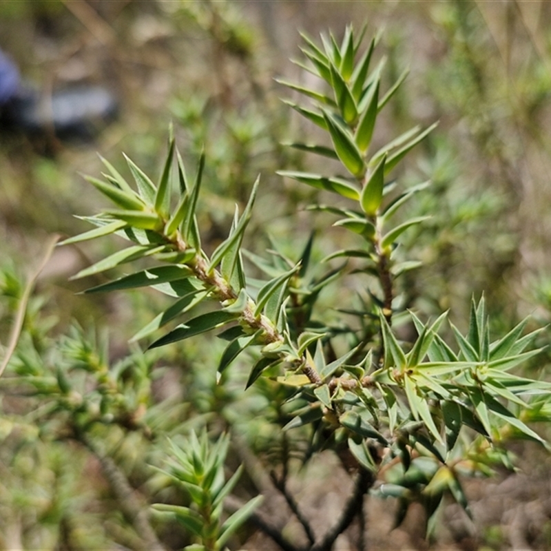 Melichrus urceolatus