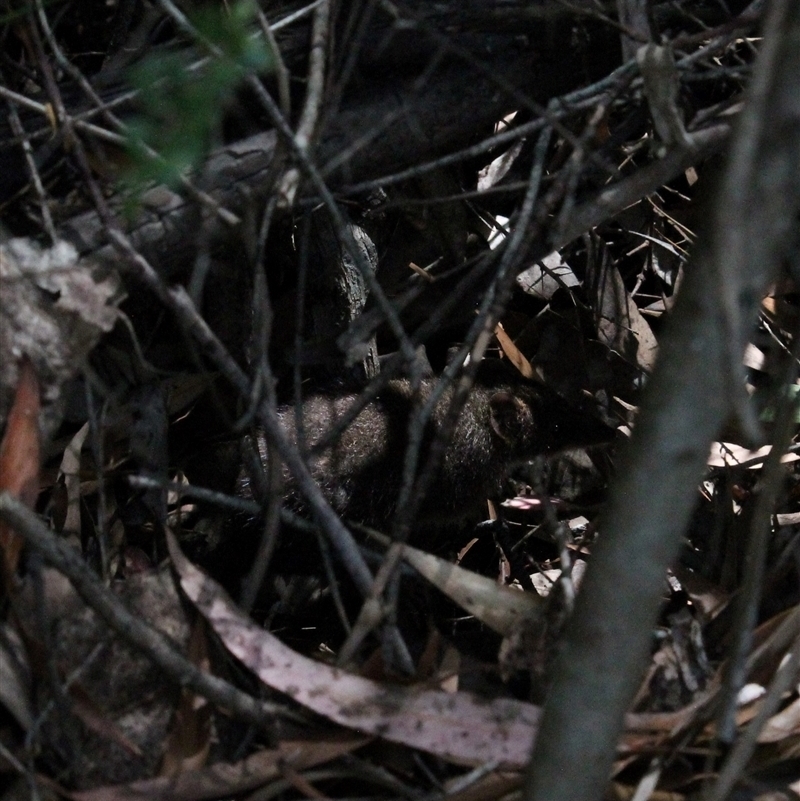 Antechinus mimetes mimetes