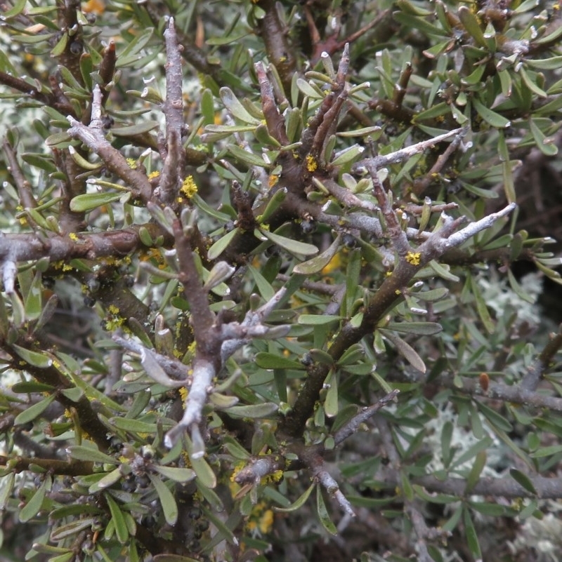 Melicytus dentatus