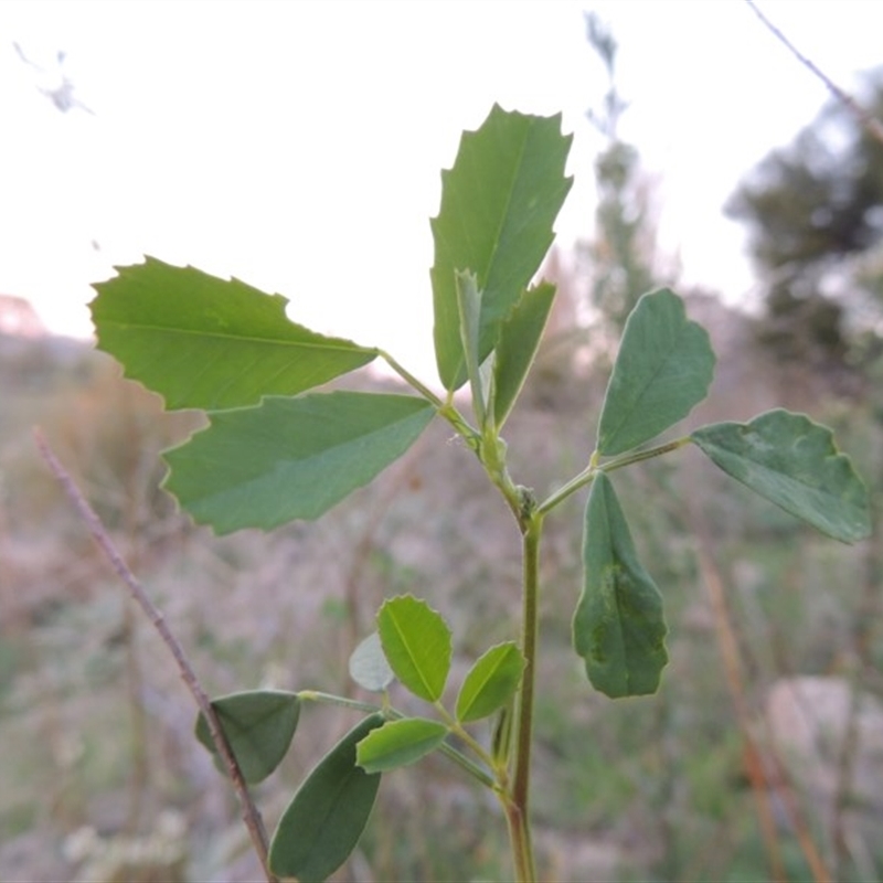 Melilotus albus